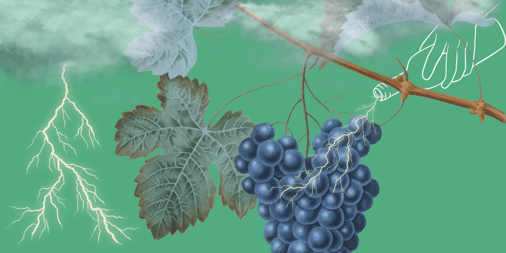 Hybrid Theory – A Moment for Hybrid Wines and Climate Change aka Pt&nbsp;One