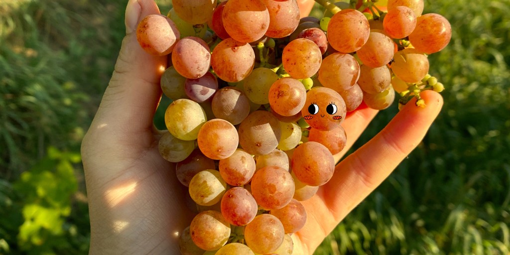 This Old Wine – Standing in the Contemporary Rows of German Wine Pt&nbsp;1